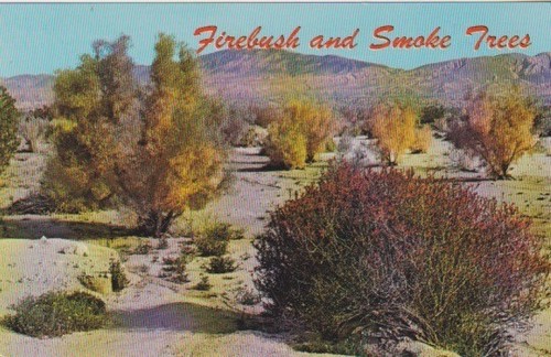 Firebush smoke - firebush, &