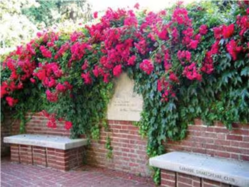 Red climbing rose bush - climbing, #48