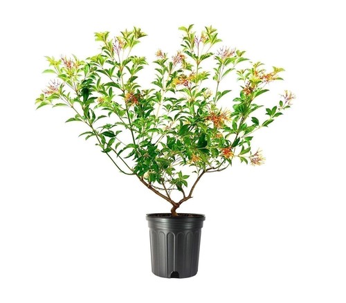 Firebush dwarf gallon - 3,