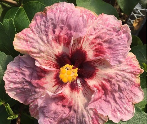 Hibiscus cajun color - color, live